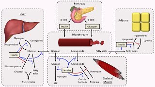 Physiology of Insulin and Glucagon [upl. by Ponton376]