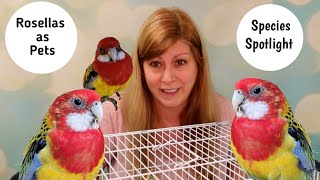 Rosellas as Pets Species Spotlight [upl. by Valdes]