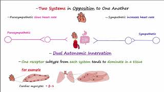 Autonomic Nervous System [upl. by Adnalra375]