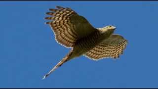 Sparrowhawk Bird Call Bird Song [upl. by Bambi]