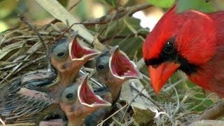 Northern Cardinals feeding baby birds FYV [upl. by Koehler]