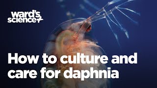 Caring and Culturing for Daphnia [upl. by Intyre492]