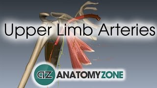 Upper Limb Arteries  Arm and Forearm  3D Anatomy Tutorial [upl. by Odarnoc927]