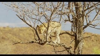 Pride of Namibia [upl. by Bausch]