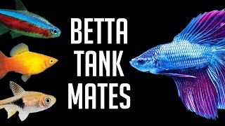 Compatible Tank Mates for Betta Fish [upl. by Eadahc372]