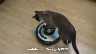 Cat shows HOW TO use iRobot Roomba Vacuum [upl. by Kristi]