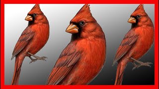 Northern Cardinal Song Northern Cardinal Call Bird Sound Call Chirp  Cardinalis Cardinalis [upl. by Tadich215]