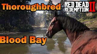 How To Find a Blood Bay Thoroughbred Race Horse RDR2 [upl. by Herzel]