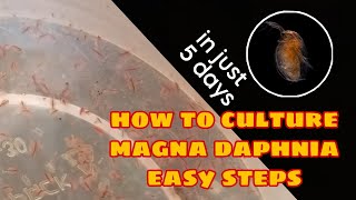 How to Culture Magna Daphnia Easily [upl. by Lrad521]