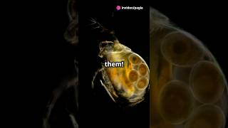 How to culture Daphnia for your Aquarium [upl. by Nosa]