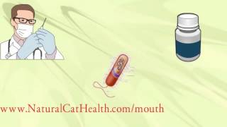 How To Treat Stomatitis In Cats  Permanently Naturally Economically [upl. by Edas]