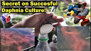 How to Culture Daphnia Successfully [upl. by Caspar619]