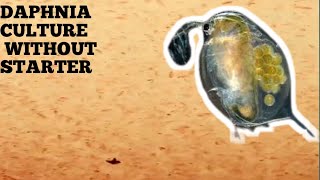 HOW TO CULTURE DAPHNIA NATURALLY WITHOUT A STARTER [upl. by Fulks]