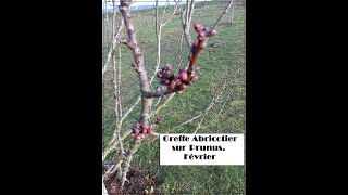 greffe abricotier prunus Février [upl. by Cimah99]