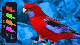 Crimson Rosella The Best Pet Parrot [upl. by Nattie]