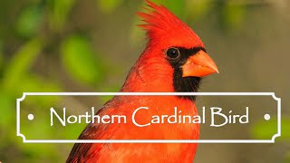 Northern Cardinal Bird  Magical Nature [upl. by Baoj976]