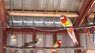 Rosella pairs in Aviary [upl. by Allene437]