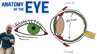 Anatomy of the Eye [upl. by Dorcus]