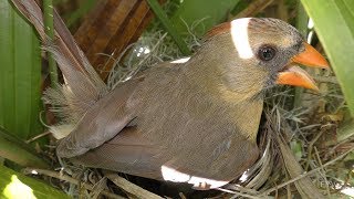 Northern Cardinal Calls FYV [upl. by Drahnreb504]