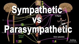 Autonomic Nervous System Sympathetic vs Parasympathetic Animation [upl. by Aserehs]