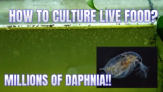 How to Culture Daphnia Secret Method to Breed MILLIONS  Simply Aquatic [upl. by Conger928]