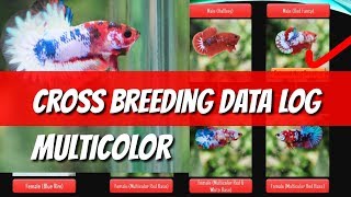 DATA LOG BETTA MULTICOLOR CROSS BREEDING [upl. by Aceissej]