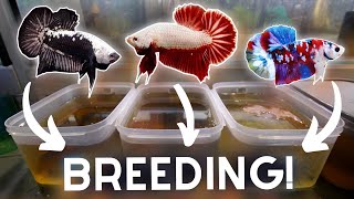 Breeding MORE Bettas in TUBS for Profit [upl. by Llenahs]