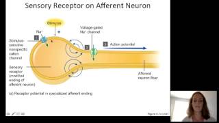 Lecture10 Sensory Physiology [upl. by Hazem984]