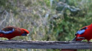 Crimson Rosellas [upl. by Airamasor]