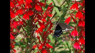 Lobelia cardinalis [upl. by Uela]