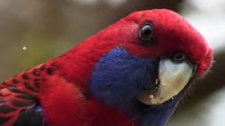 Exotic Birds  Australias Crimson Rosella Parrot [upl. by Nylyoj]