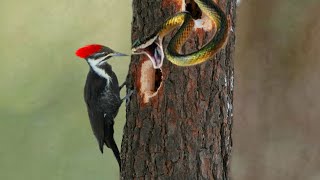 Bird Woodpecker Vs Snake On The Tree [upl. by Mathre]