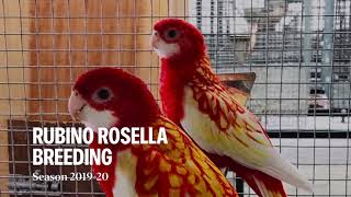 Rubino rosella breeding [upl. by Akinehc]