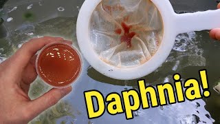 How I Culture Daphnia In Outdoor Tubs [upl. by Anallese]