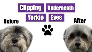 How To Groom Yorkie Eyes amp Face  Pet Grooming Tutorial [upl. by Fairleigh332]