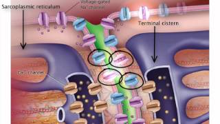 ExcitationContraction Coupling [upl. by Mag400]