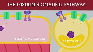 The Insulin Signaling Pathway [upl. by Kurtzig707]