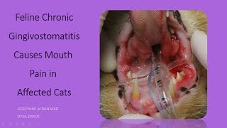 Feline Chronic Gingivostomatitis  a painful gum disease in cats [upl. by Armalla42]