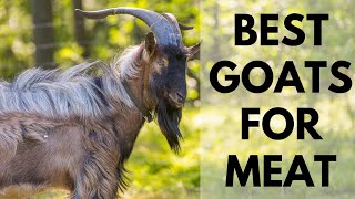 Best Goats for Meat and profit [upl. by Jotham]