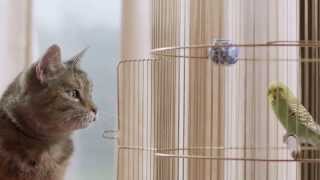 Freeview TV Ad  Cat amp Budgie catandbudgie [upl. by Latimore]