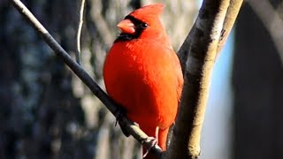 Cardinal Chirping Sounds  Male [upl. by Anyel]