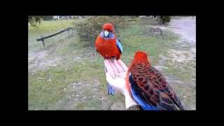 Crimson Rosellas in country Victoria Australia [upl. by Aramahs]