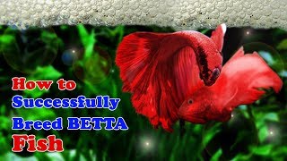 How to Breed Betta Fish  Breeding Over Halfmoon Betta [upl. by Tut]