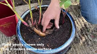 Growing Successful peonies  Planting in Containers Primrose Hall Peonies [upl. by Leyameg]