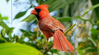 Beautiful Cardinal Calls from Florida 🎶🐦 [upl. by Kinata]