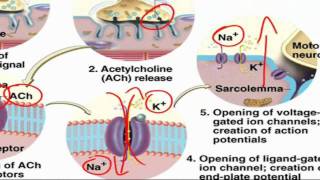 ExcitationContraction Coupling [upl. by Tterag]