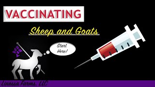 Vaccinating Sheep and Goats Comprehensive Guide [upl. by Htide]