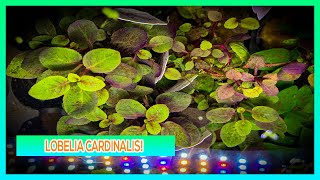 LOBELIA CARDINALIS  AQUARIUM PLANT CARE GUIDE [upl. by Omolhs]