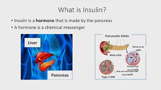 The Basics of Insulin [upl. by Haroppizt]