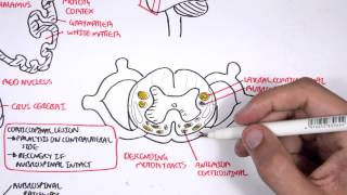 Neurology  Motor Pathways [upl. by Nigam601]